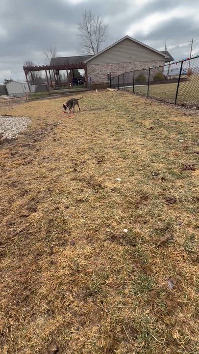 Enlarge Deez, a ADOPTABLE Pit Bull Terrier in Brazil, IN video 3/3