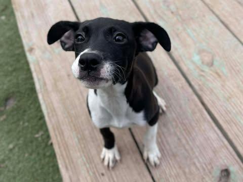 Jade, an adopted mixed breed in Center Point, TX image 1/3