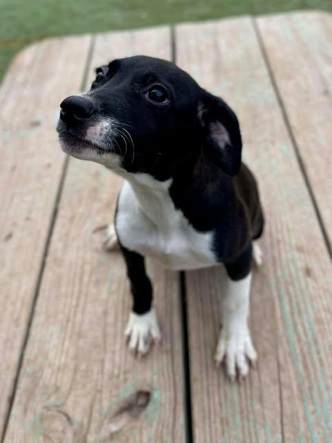 Jade, an adopted mixed breed in Center Point, TX image 3/3