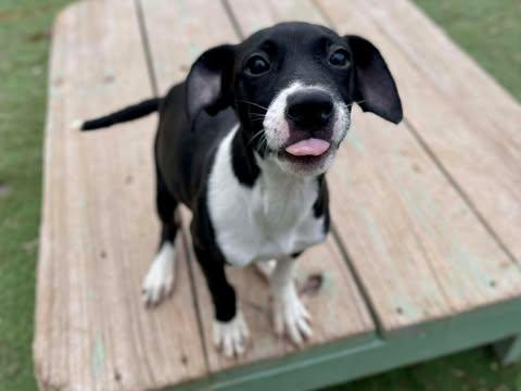 Jade, an adopted mixed breed in Center Point, TX image 2/3