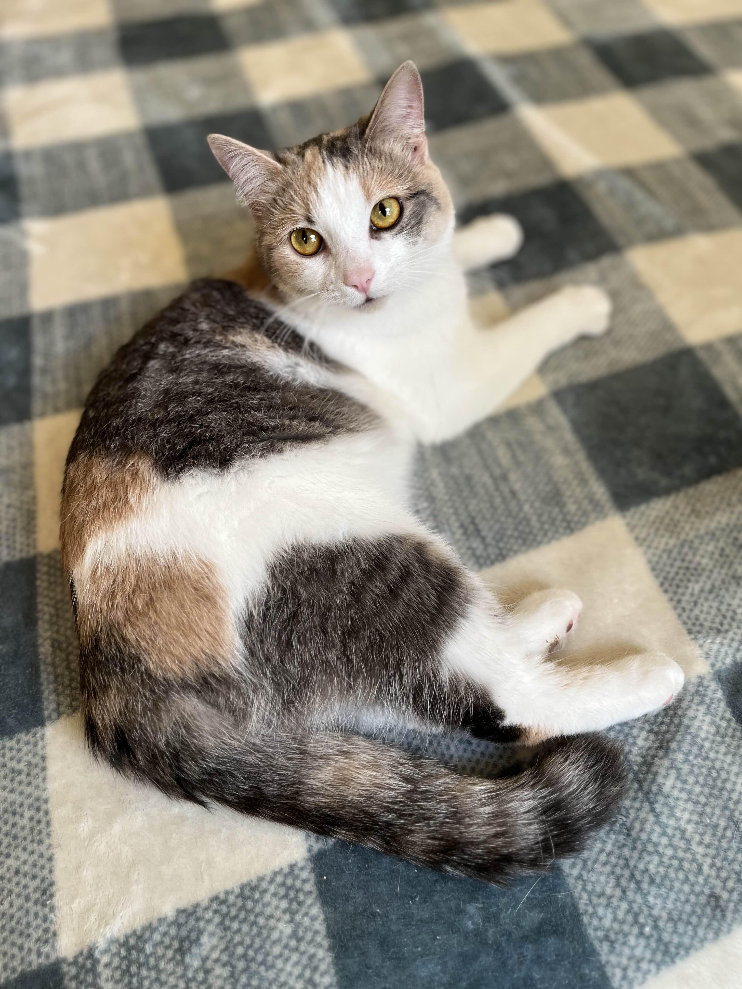 Mirabelle thumbnail 2