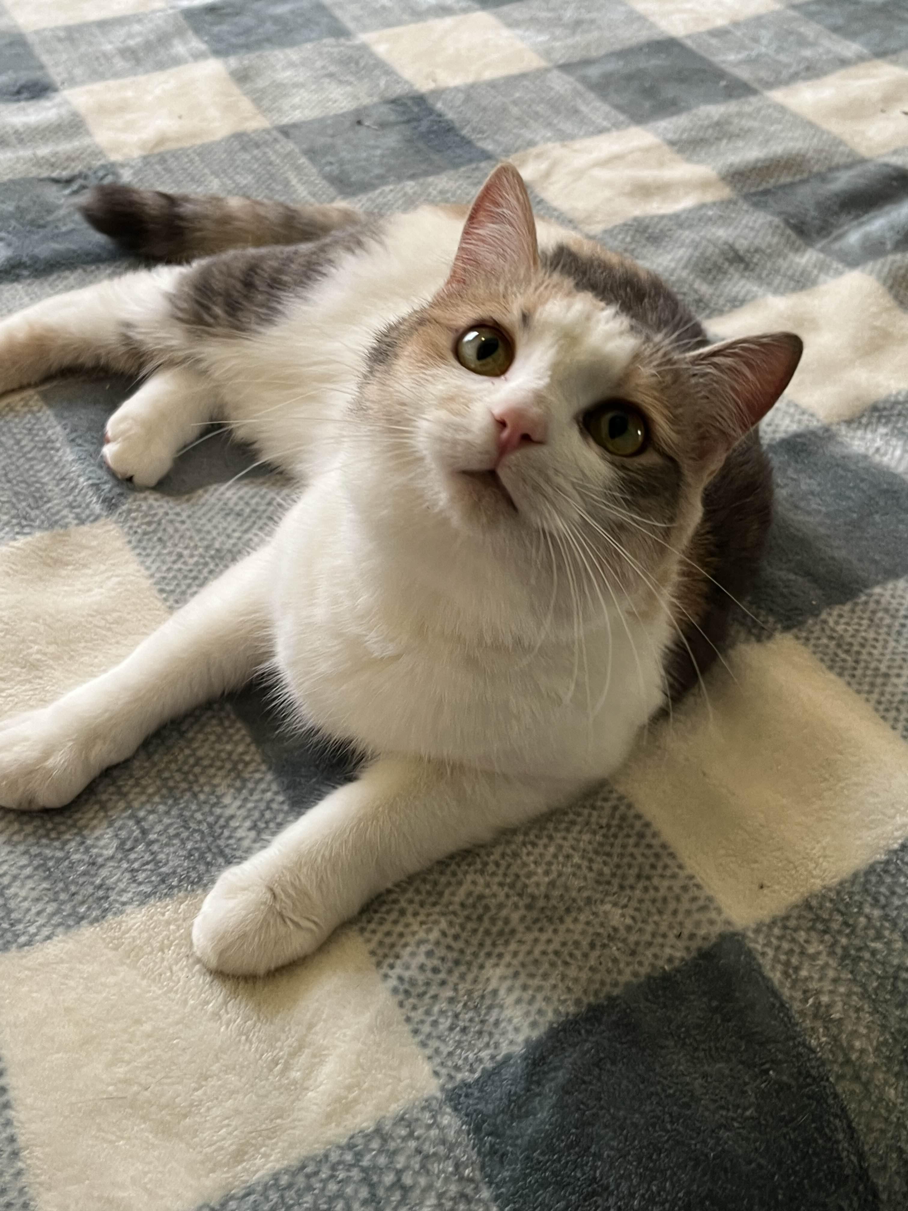 Mirabelle thumbnail 5