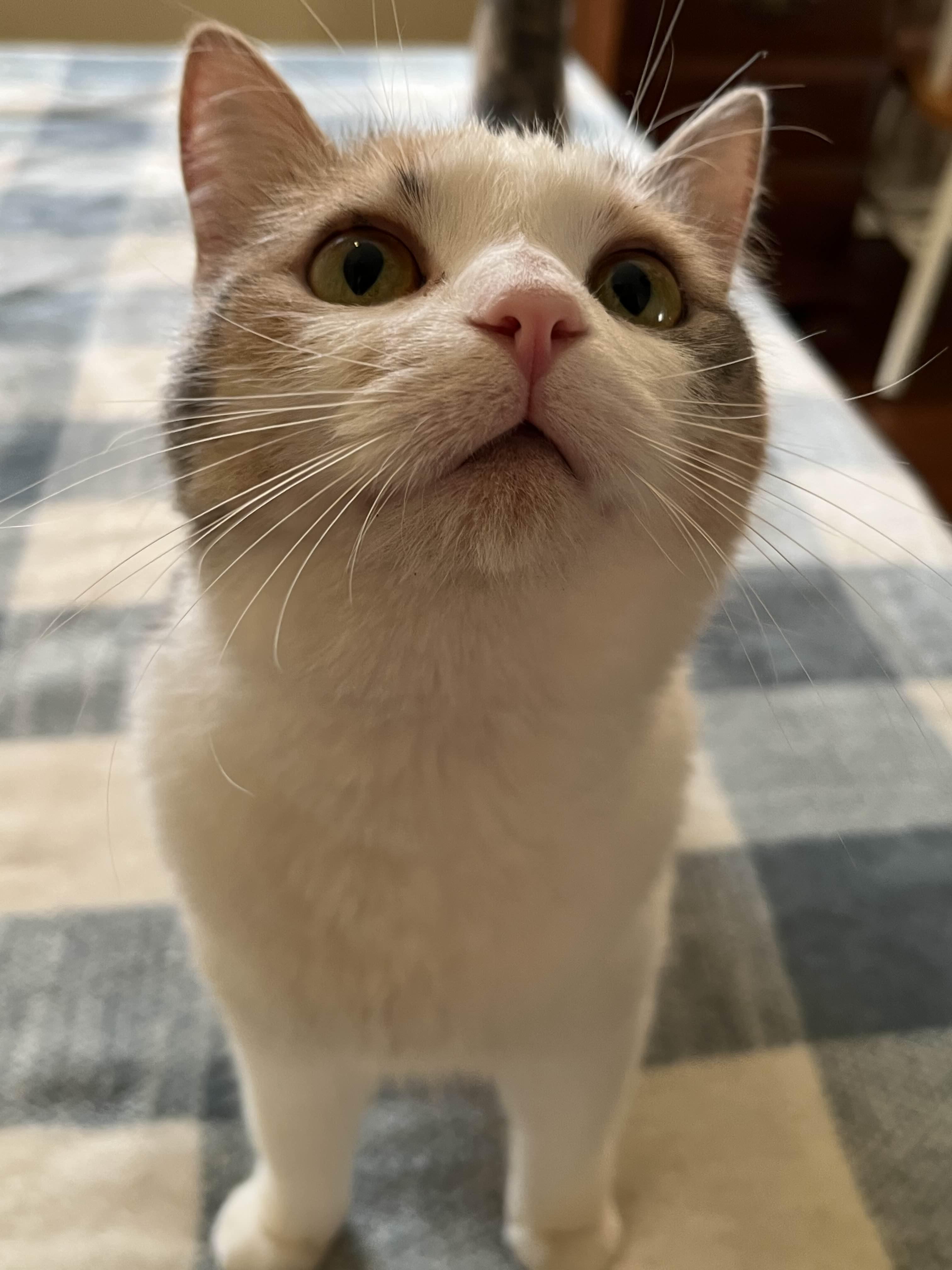 Mirabelle thumbnail 3