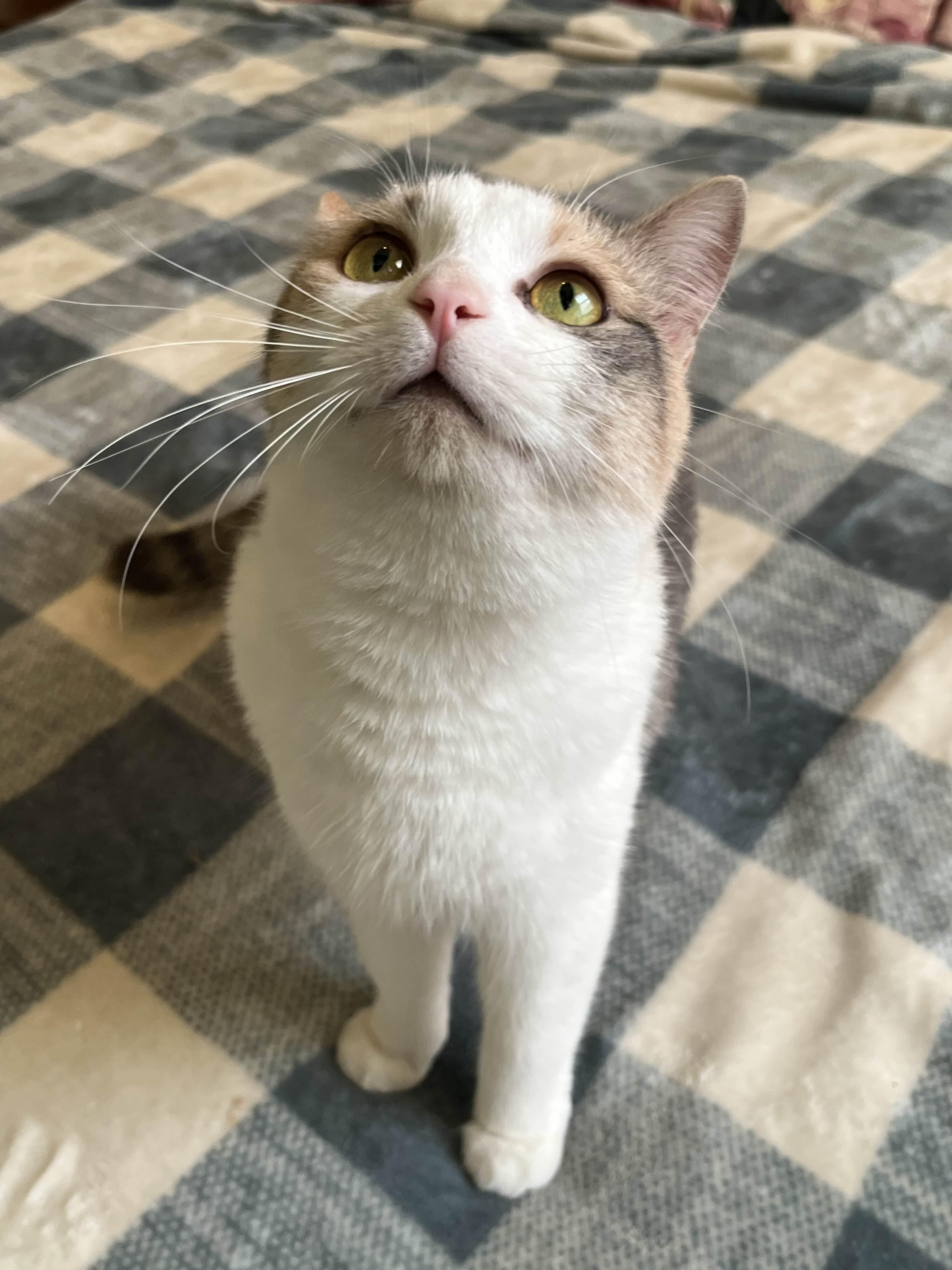 Mirabelle thumbnail 6