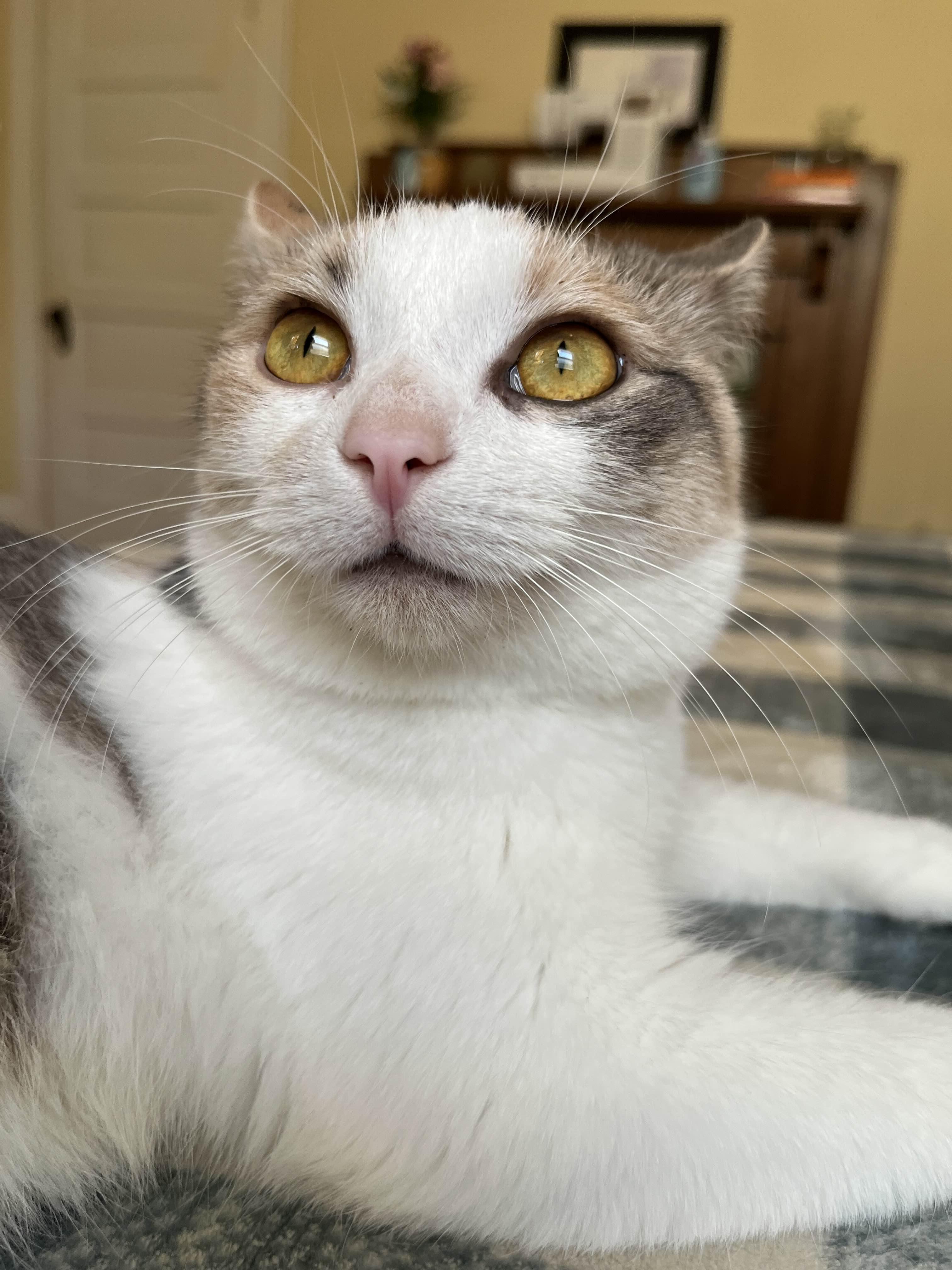 Mirabelle thumbnail 4