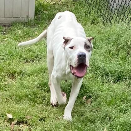 Weenz (HW+ Treatment Sponsored Q1-26), Adoptable, Adult Male Bull Terrier & Mixed Breed.