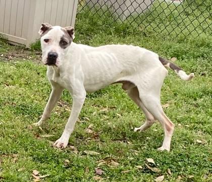 Enlarge Weenz (HW+ Treatment Sponsored Q1-26), a Adoptable mixed breed in Conway, SC image 2/3