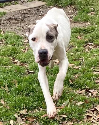 Enlarge Weenz (HW+ Treatment Sponsored Q1-26), a Adoptable mixed breed in Conway, SC image 3/3