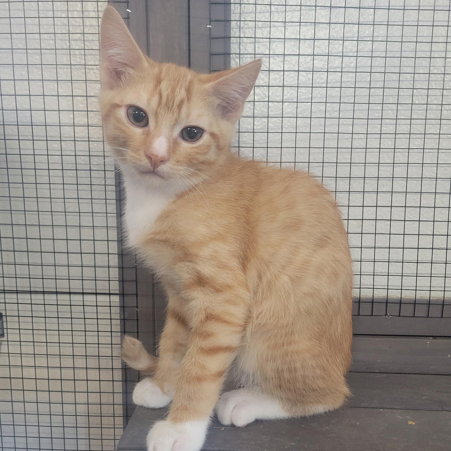 Lenny, adopted, Kitten Male Domestic Short Hair.