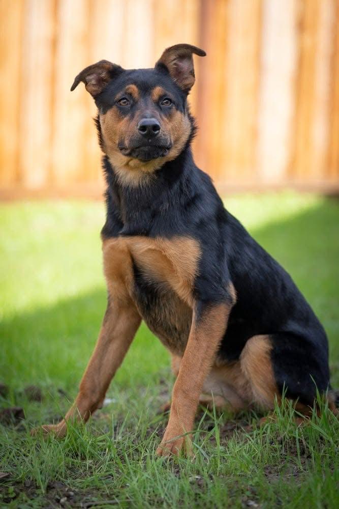 Snookie, a Adoptable mixed breed in San Jose, CA image 1/4