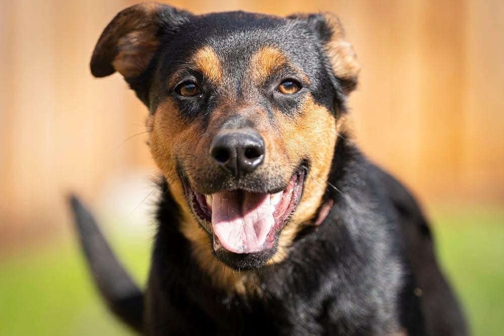 Snookie, a Adoptable mixed breed in San Jose, CA image 2/4