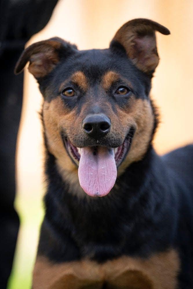 Snookie, a Adoptable mixed breed in San Jose, CA image 3/4
