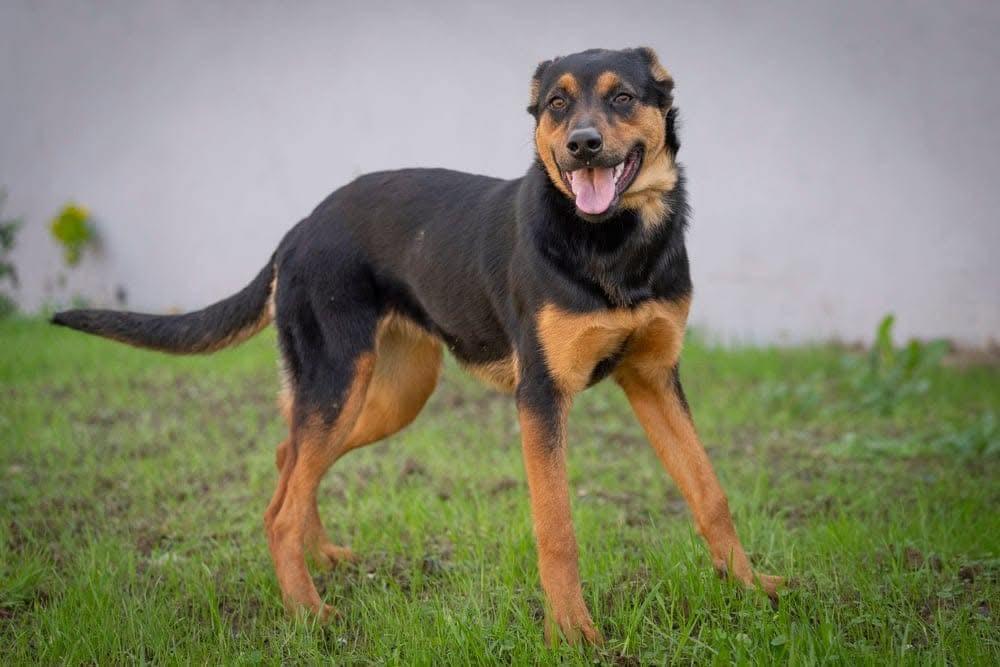 Snookie, a Adoptable mixed breed in San Jose, CA image 4/4