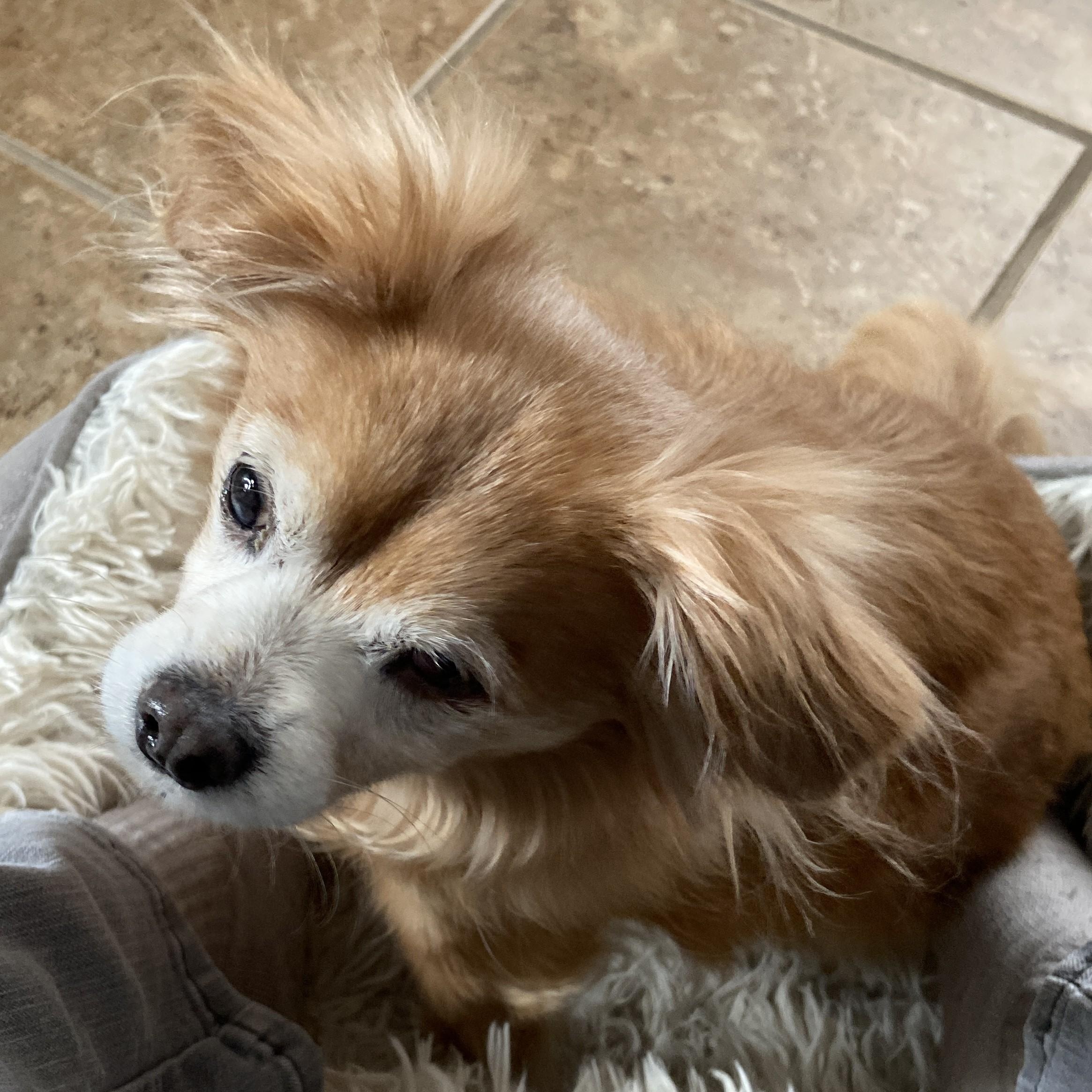 Enlarge Isabella, a Adoptable mixed breed in Cherry Hill, NJ image 1/5