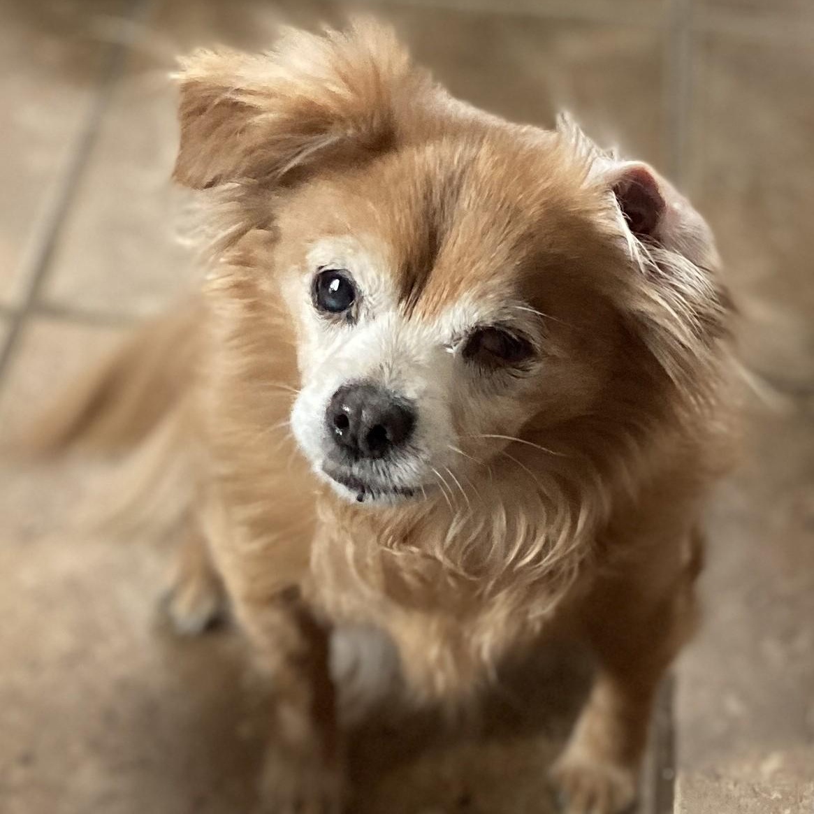 Enlarge Isabella, a Adoptable mixed breed in Cherry Hill, NJ image 2/5