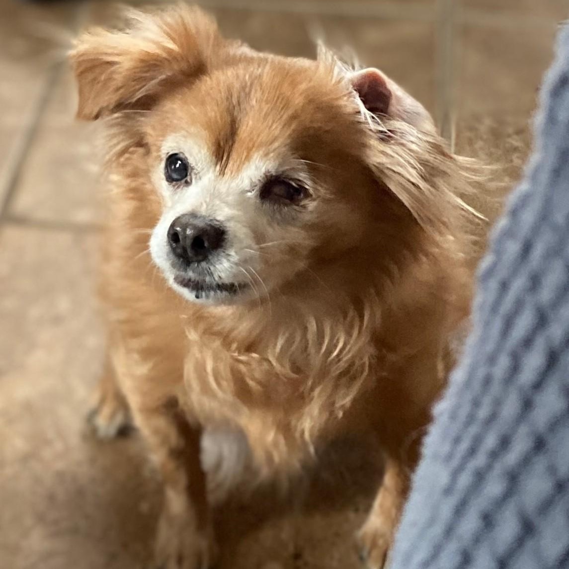 Enlarge Isabella, a Adoptable mixed breed in Cherry Hill, NJ image 3/5