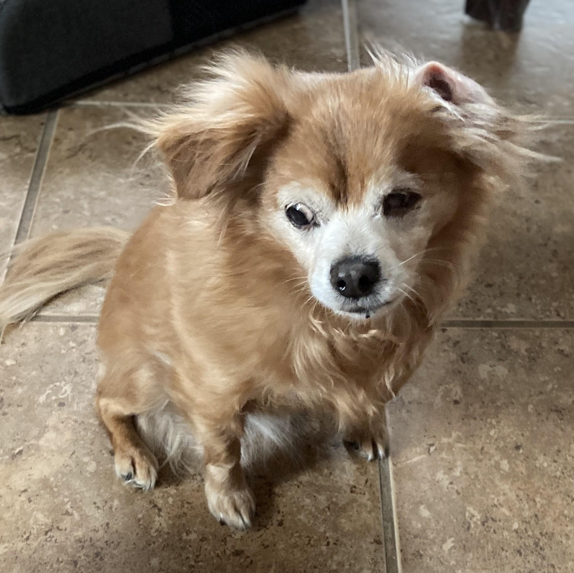 Enlarge Isabella, a Adoptable mixed breed in Cherry Hill, NJ image 4/5