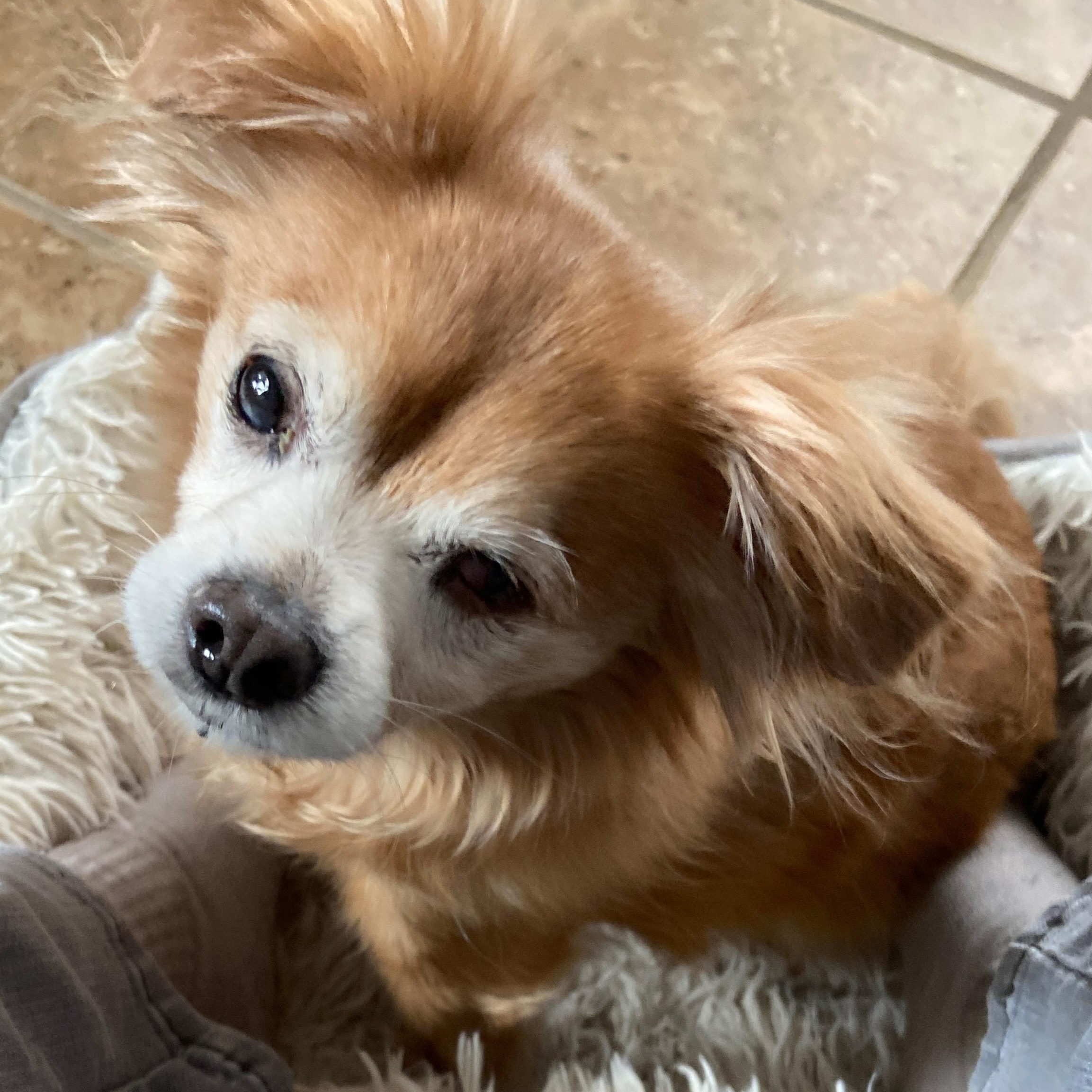 Enlarge Isabella, a Adoptable mixed breed in Cherry Hill, NJ image 5/5