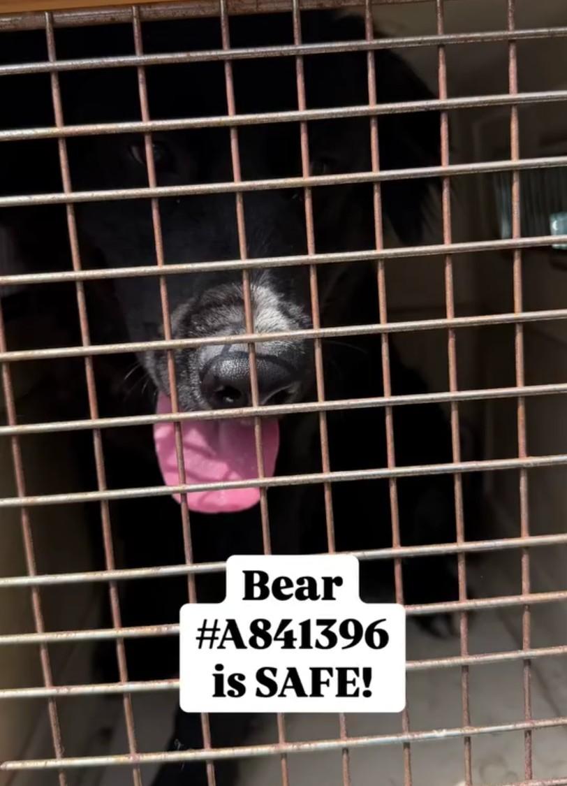 Enlarge Bear, a ADOPTABLE American Bully in Frazier Park, CA image 4/4