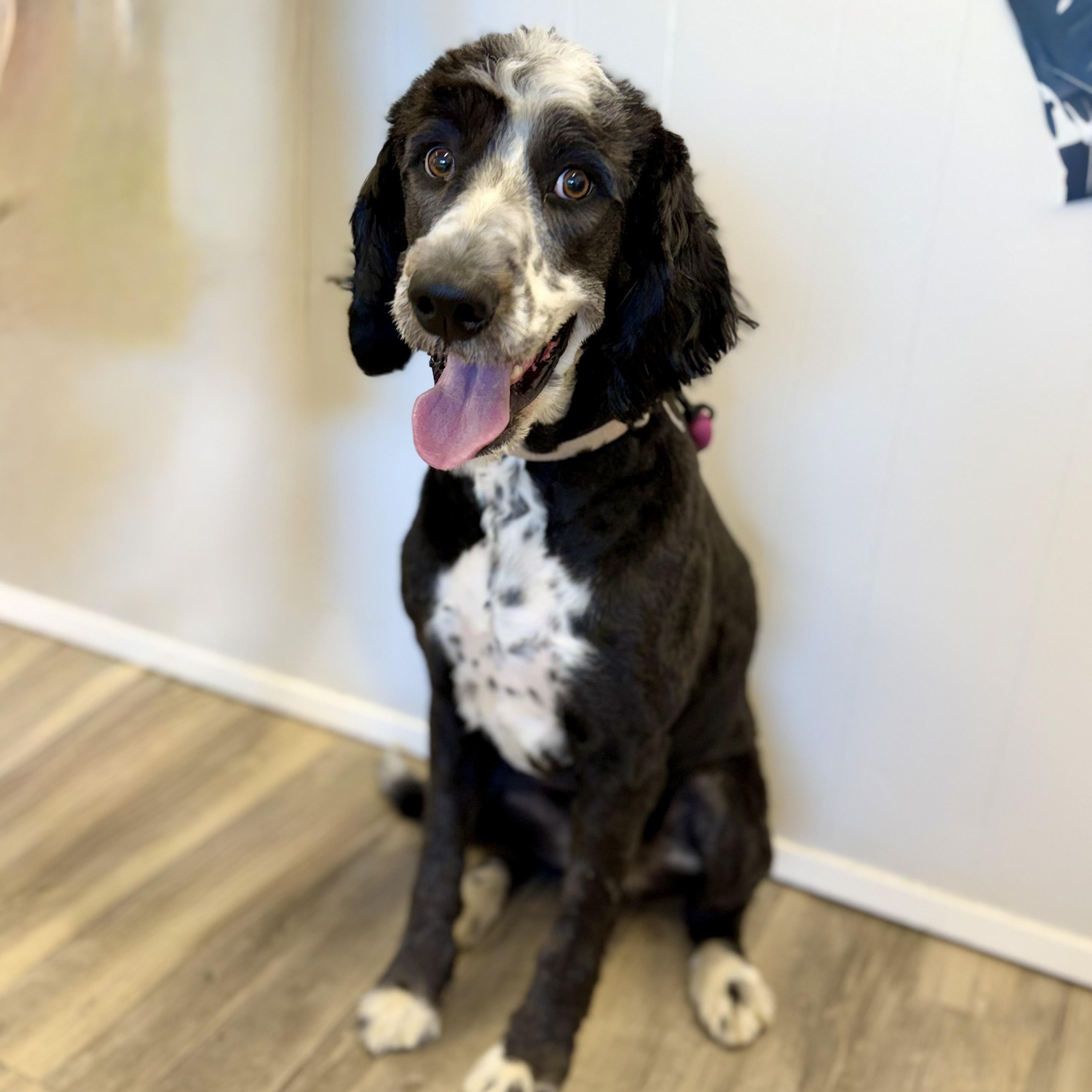 Rose, adopted, Adult Female Bernadoodle.