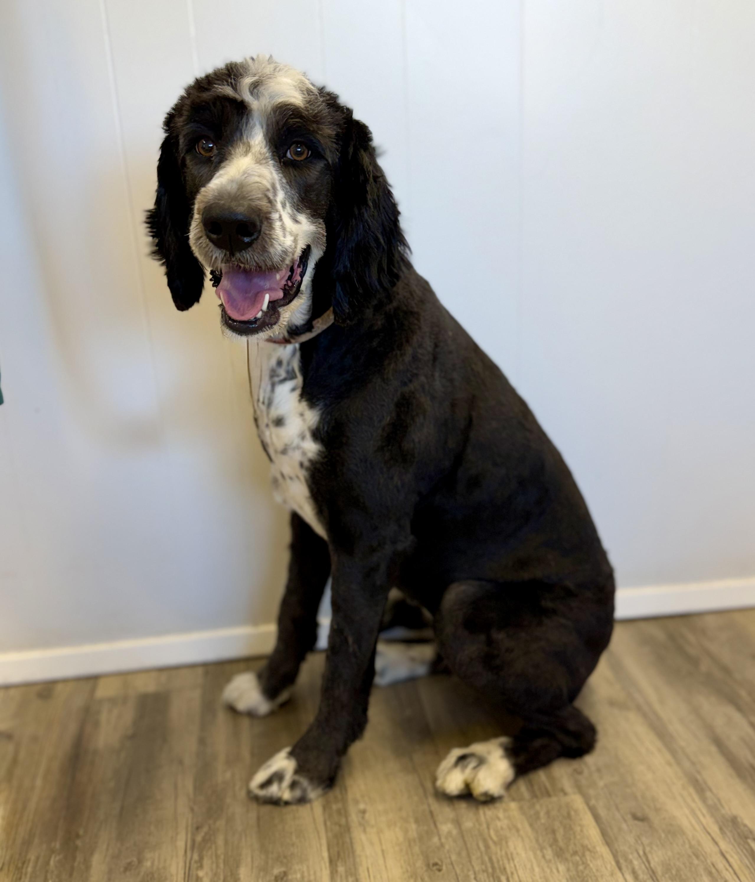 Enlarge Rose, an adopted Bernadoodle in Sonora, CA image 2/6