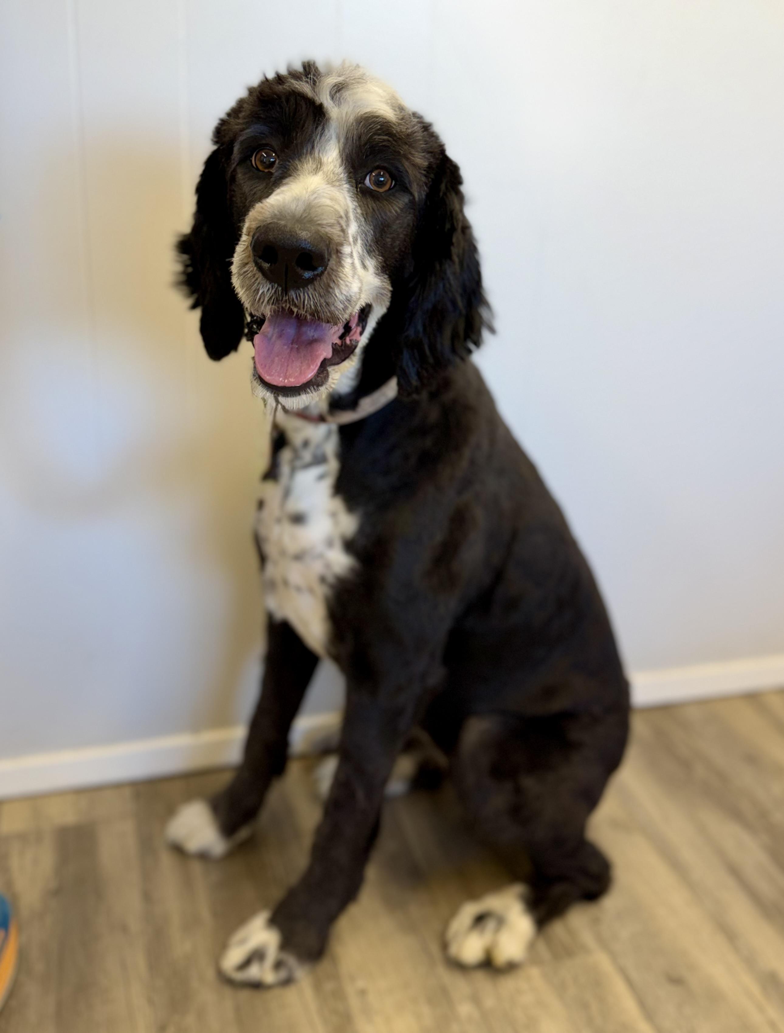 Enlarge Rose, an adopted Bernadoodle in Sonora, CA image 6/6
