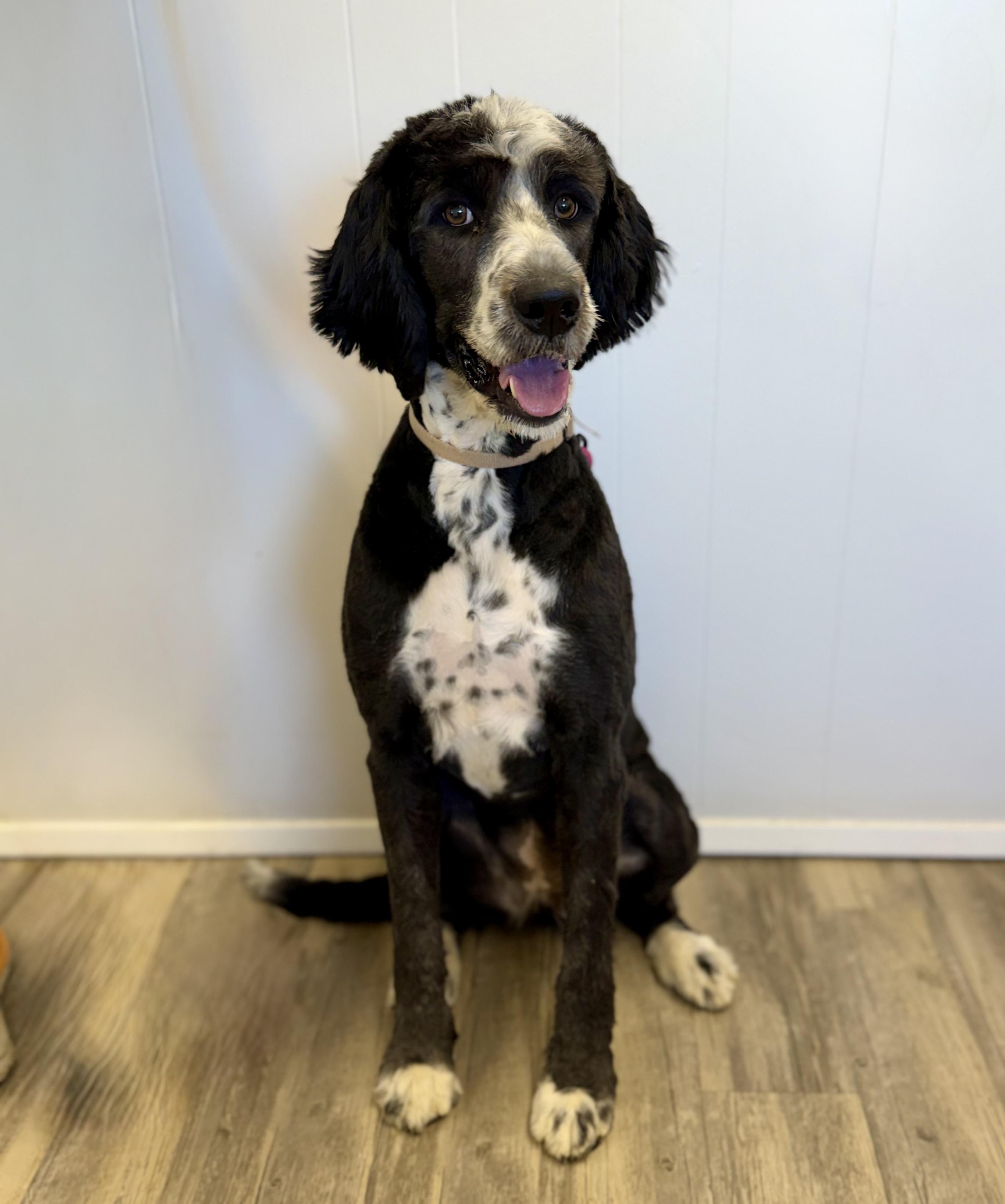 Enlarge Rose, an adopted Bernadoodle in Sonora, CA image 3/6