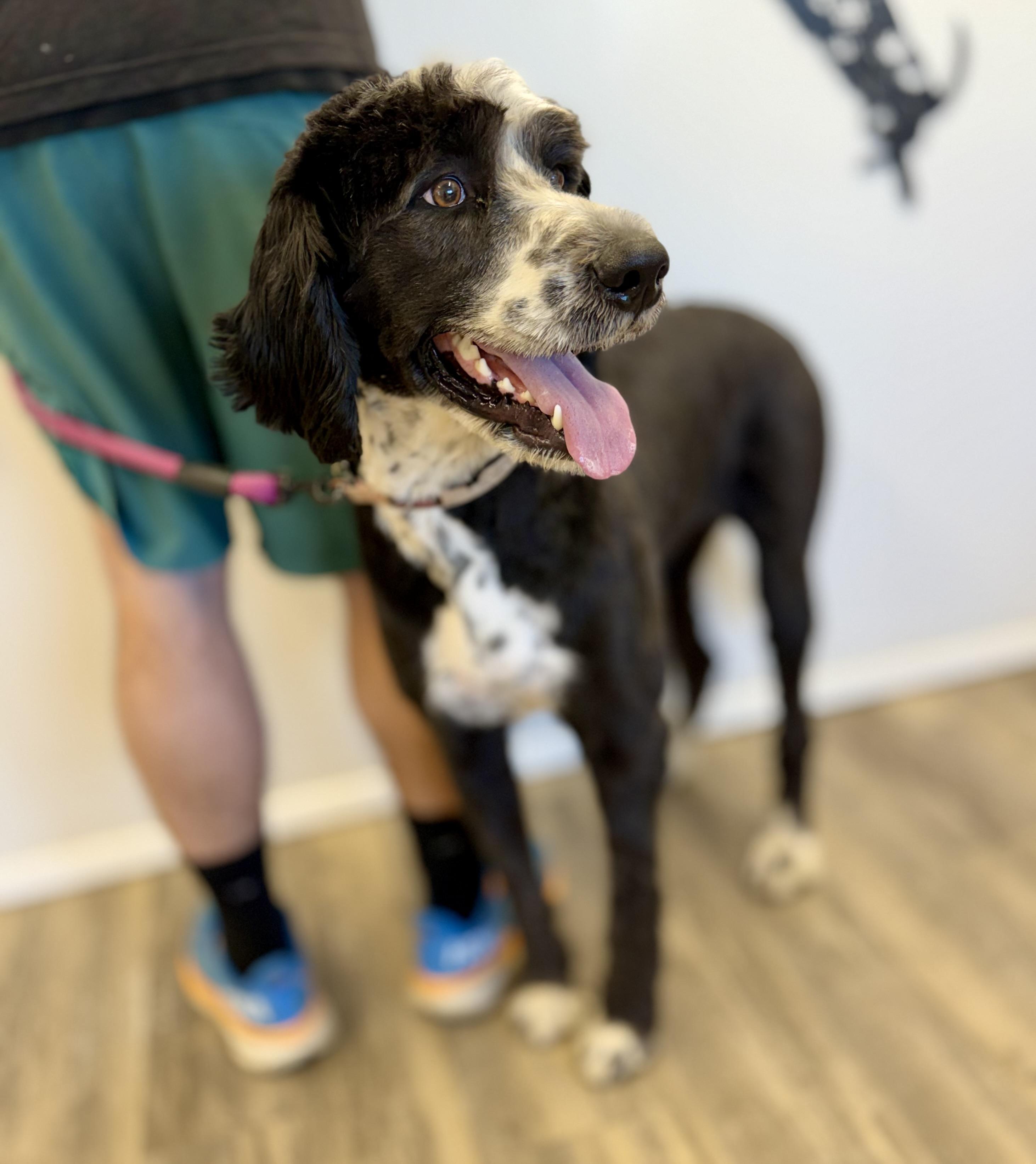 Enlarge Rose, an adopted Bernadoodle in Sonora, CA image 5/6