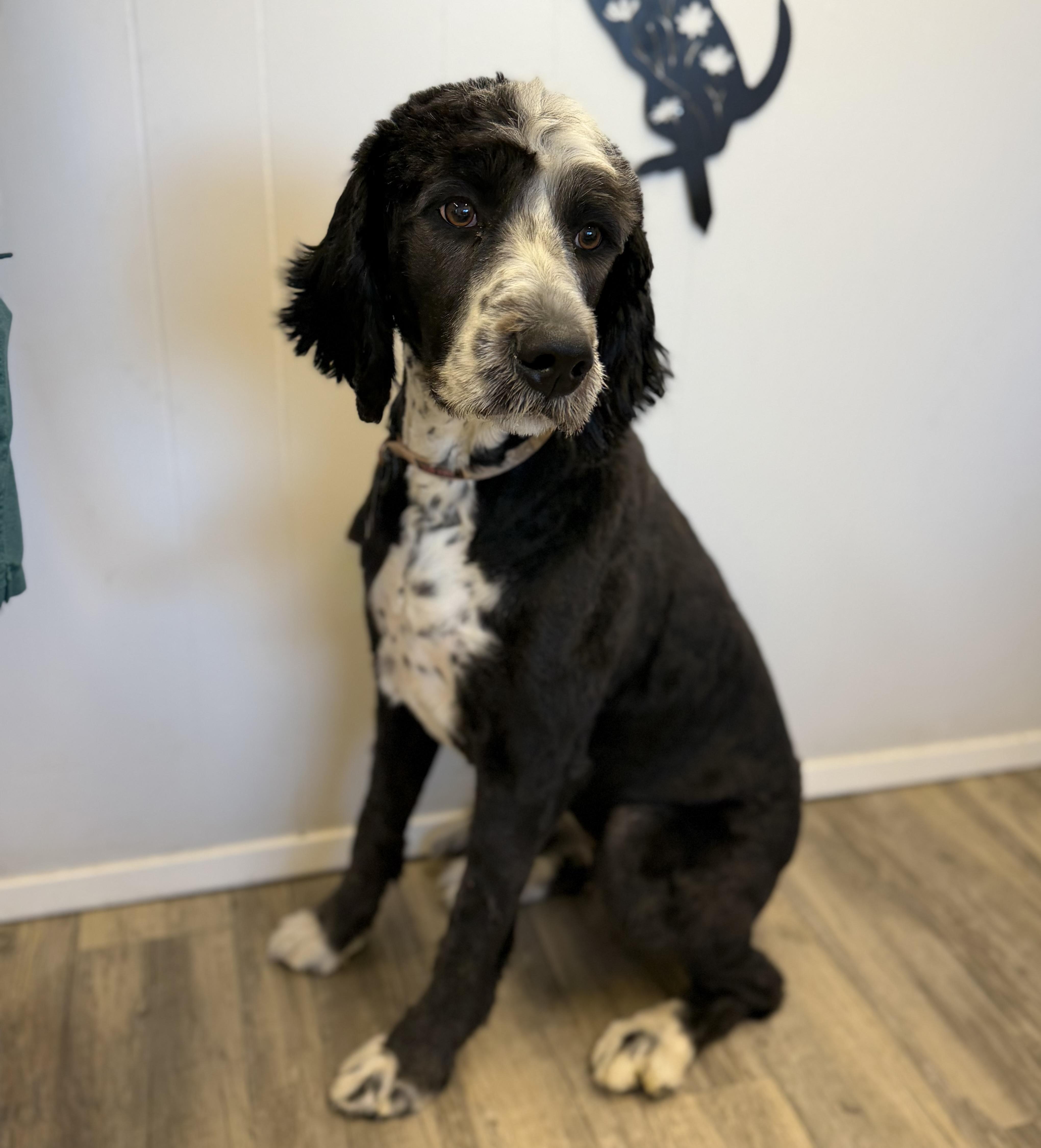 Enlarge Rose, an adopted Bernadoodle in Sonora, CA image 4/6