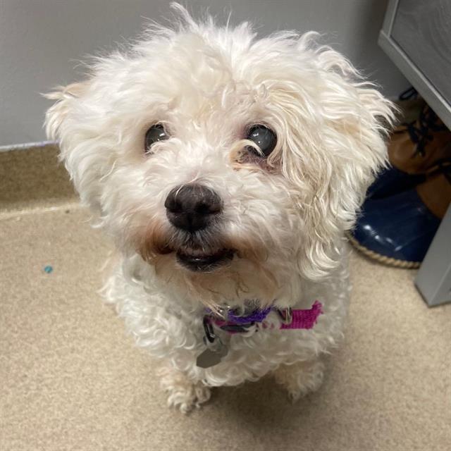 Enlarge SUNFLOWER, a Adoptable Poodle in Aurora, CO image 1/1
