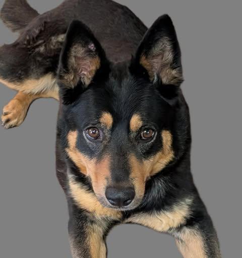 TIKA, Adoptable, Young Female Australian Kelpie & Mixed Breed.