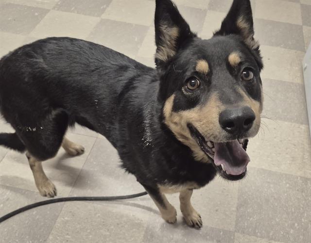 TIKA, Adoptable, Young Female Australian Kelpie & Mixed Breed.