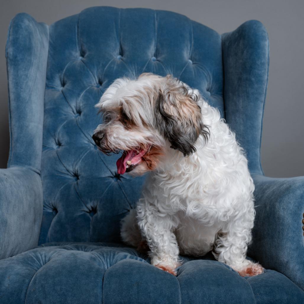 Geralt, Adoptable, Senior Male Shih Tzu.