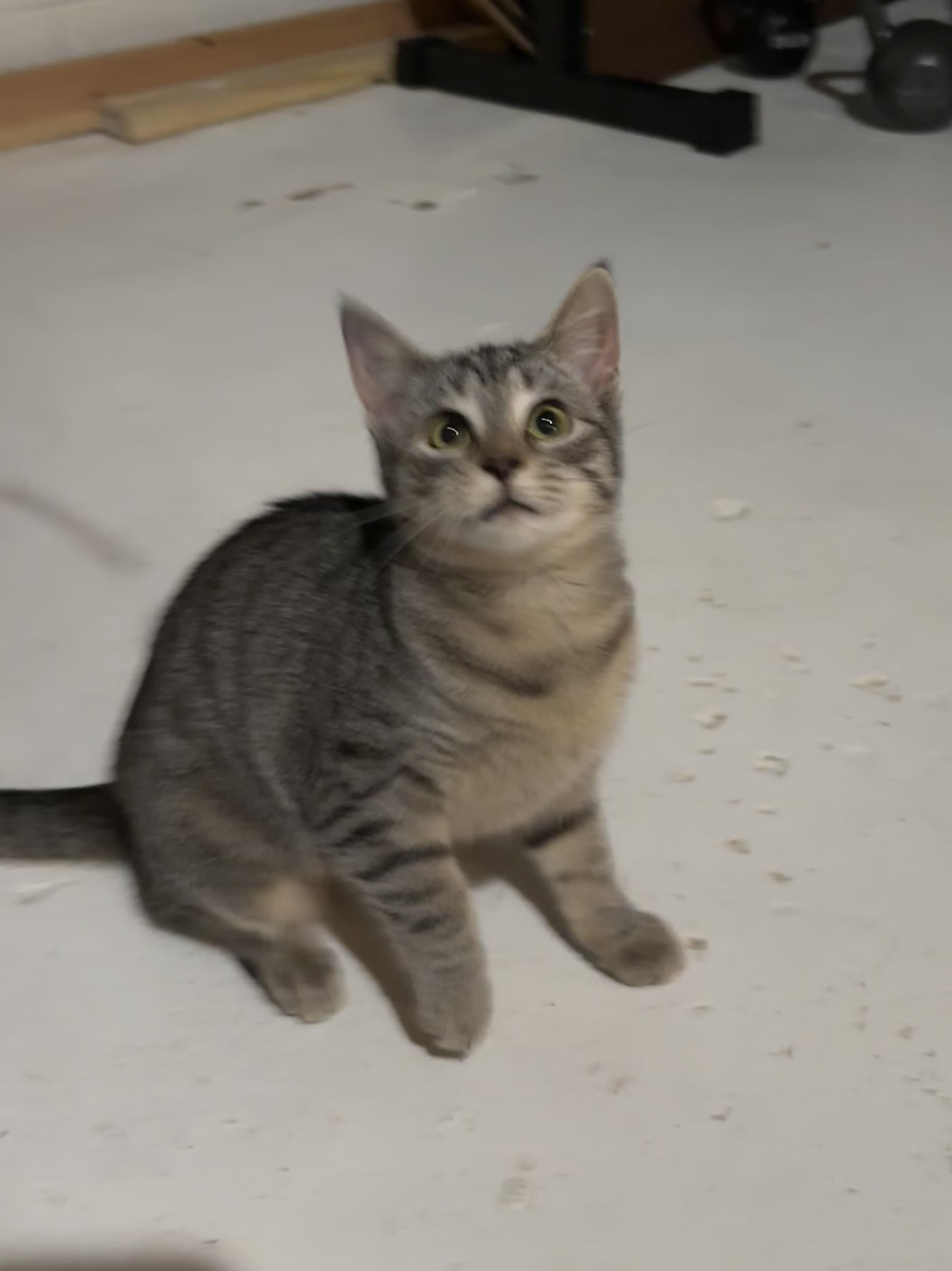 Enlarge Mocha, a Adoptable Domestic Short Hair in Shippensburg, PA image 2/4