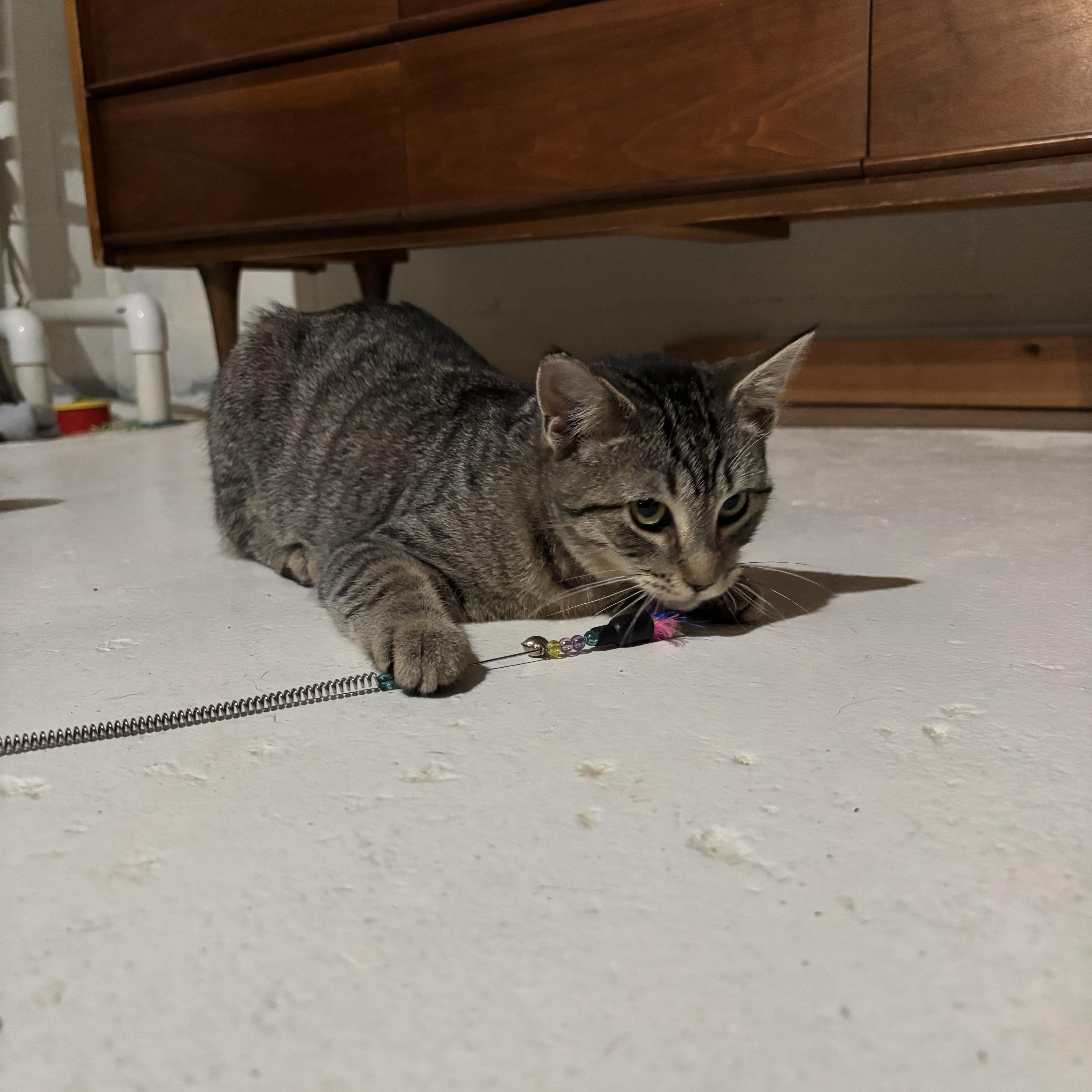 Enlarge Mocha, a Adoptable Domestic Short Hair in Shippensburg, PA image 3/4