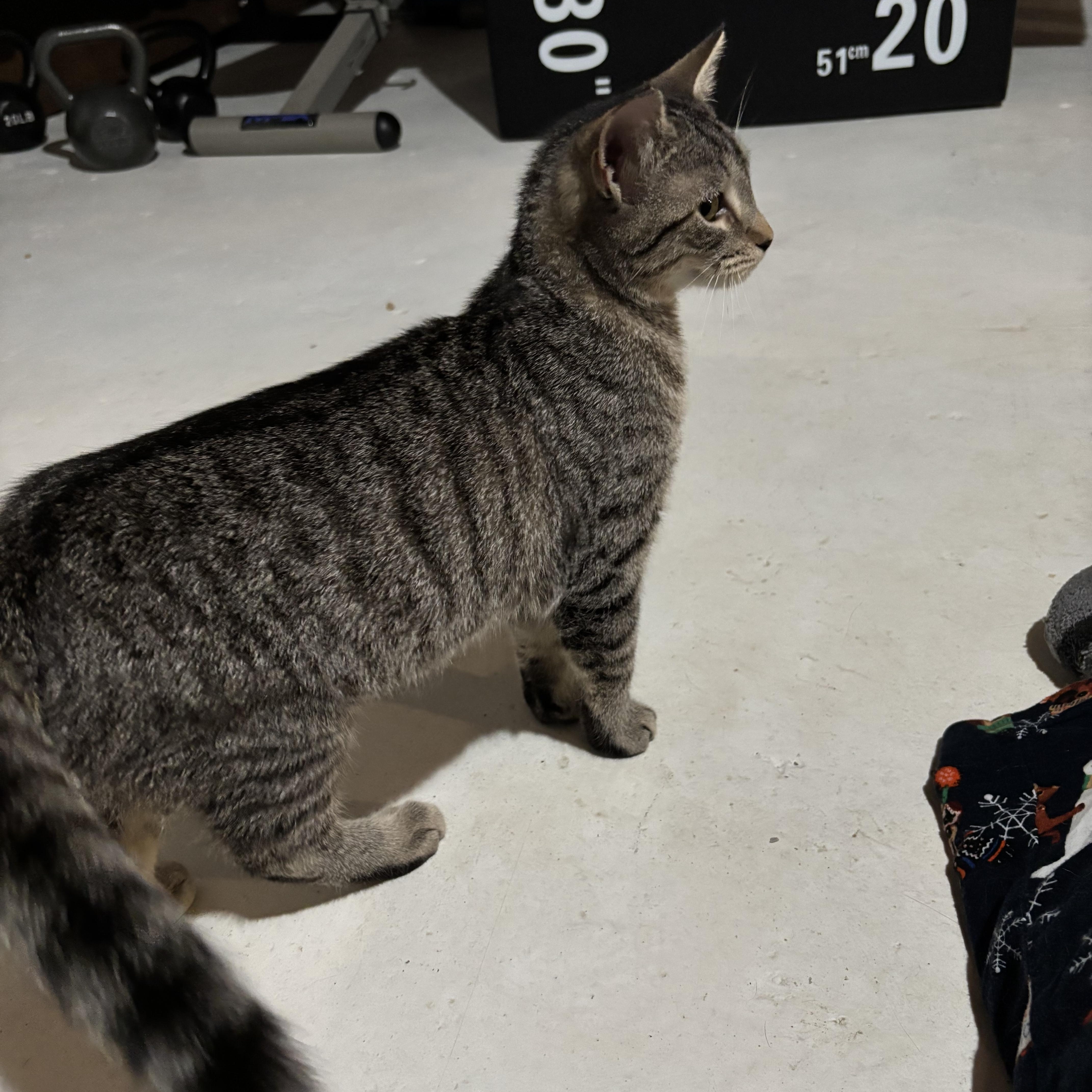 Enlarge Mocha, a Adoptable Domestic Short Hair in Shippensburg, PA image 4/4