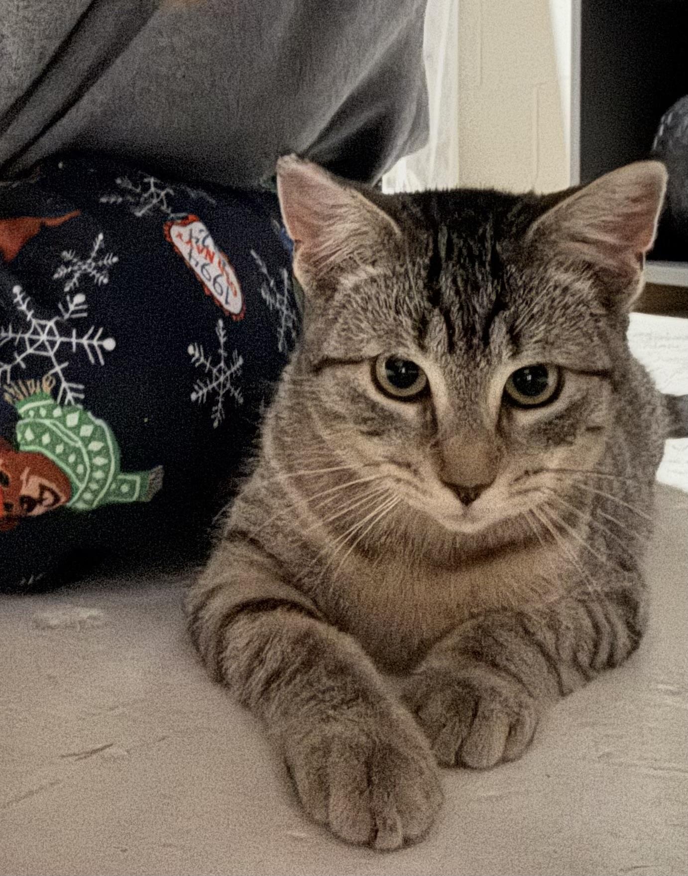 Mocha, Adoptable, Kitten Female Domestic Short Hair.