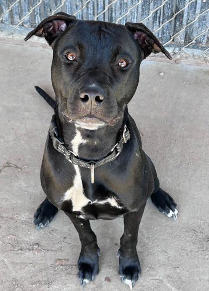 Enlarge Lil Bit, a Adoptable mixed breed in Savannah, GA image 1/3