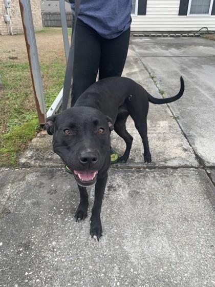 Lil Bit, a Adoptable mixed breed in Savannah, GA image 2/2