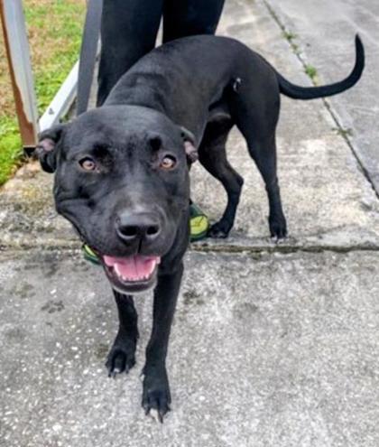 Enlarge Lil Bit, a Adoptable mixed breed in Savannah, GA image 2/3