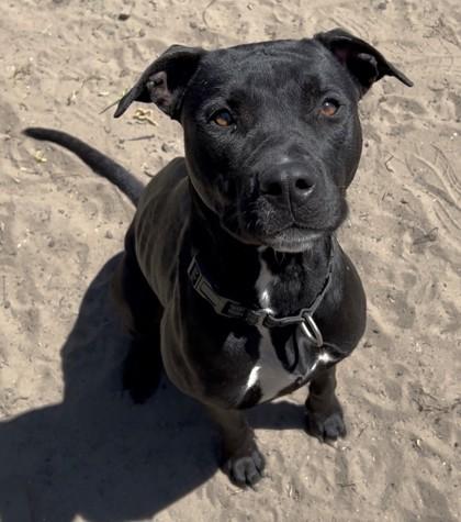 Enlarge Lil Bit, a Adoptable mixed breed in Savannah, GA image 3/3