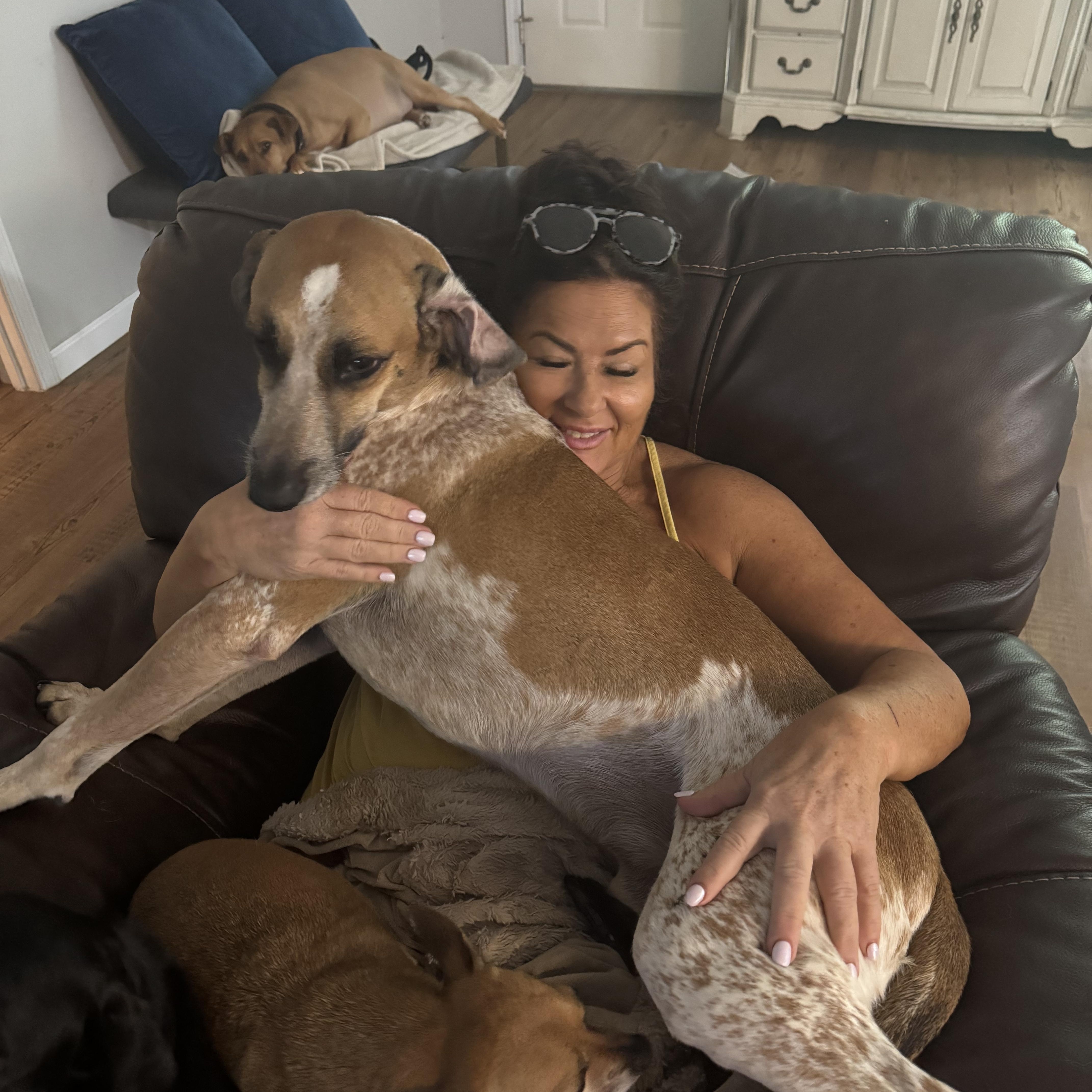 Houndie, Young Male English Coonhound