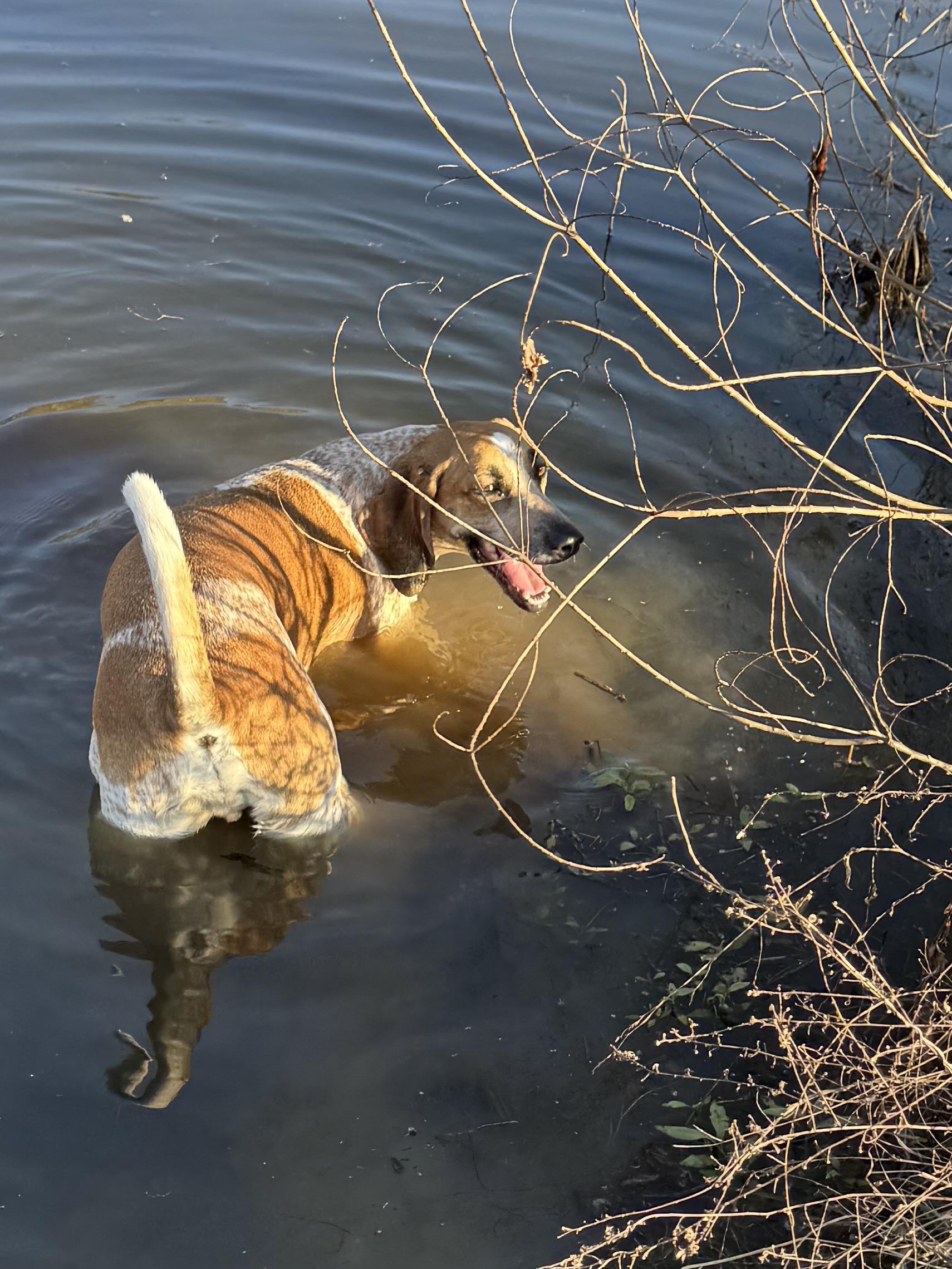 Houndie photo 4