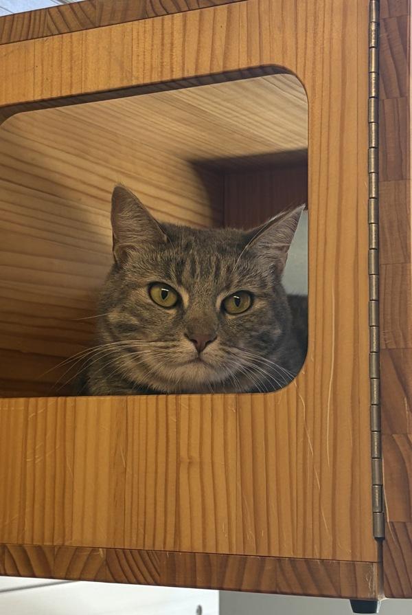 Gracie, Adoptable, Adult Female Domestic Short Hair.