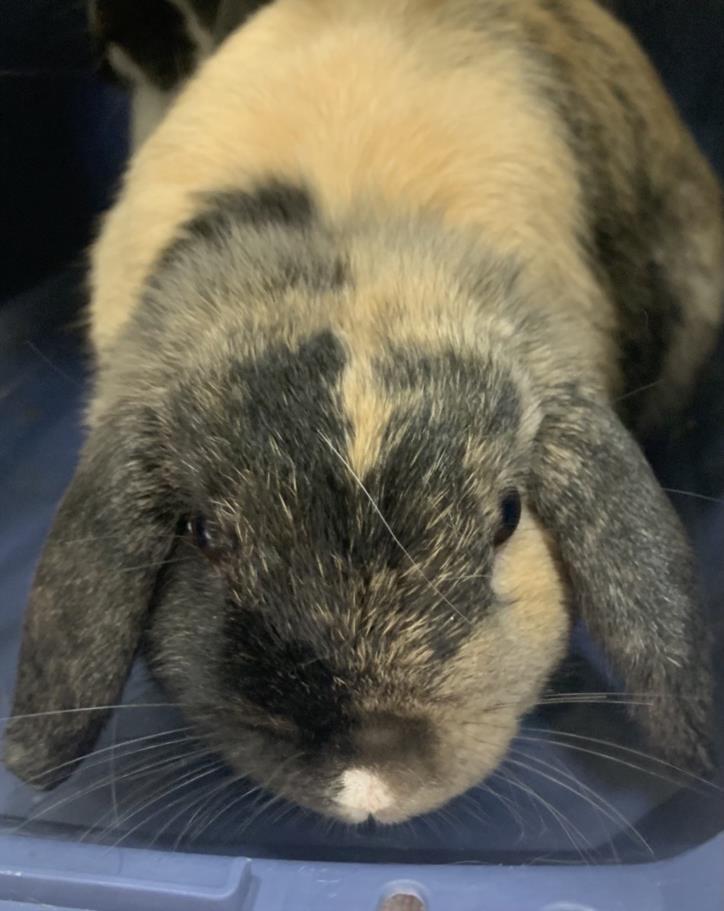 PHEOBE, Adoptable, Adult Female Mini Lop.