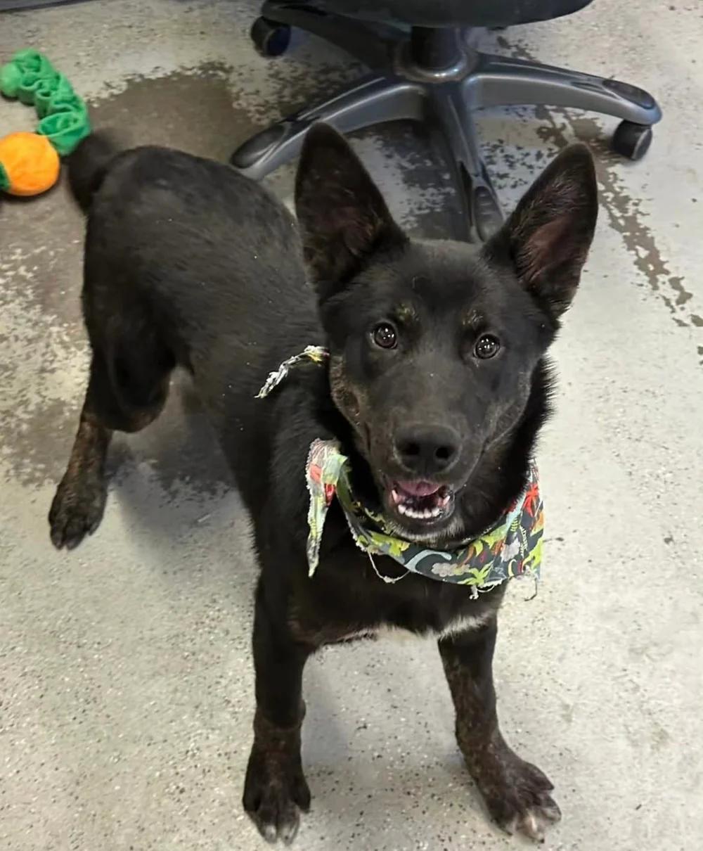 Ozo, ADOPTABLE, Puppy Male German Shepherd Dog.