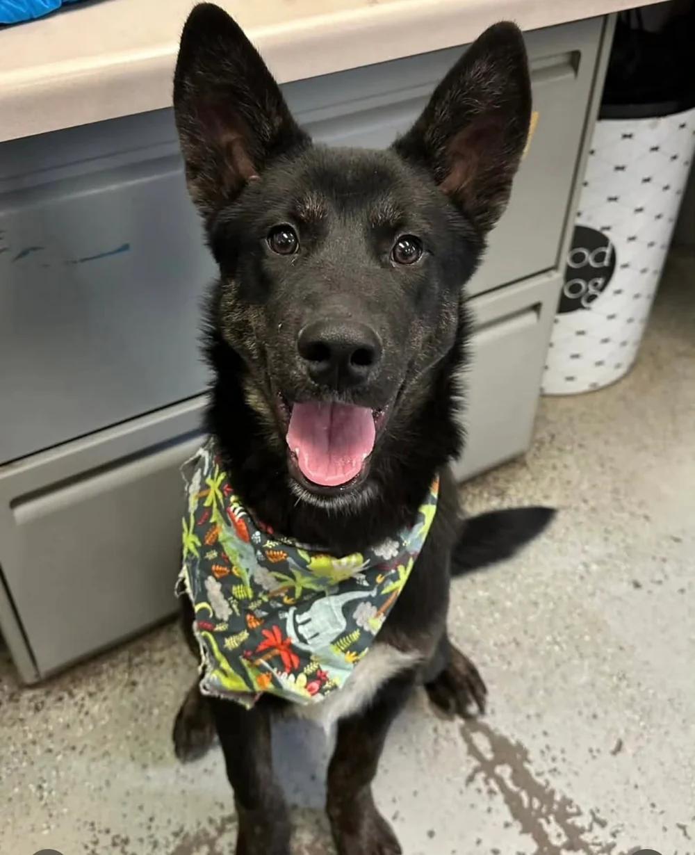 Ozo, a ADOPTABLE mixed breed in Santa Clara, CA image 2/3