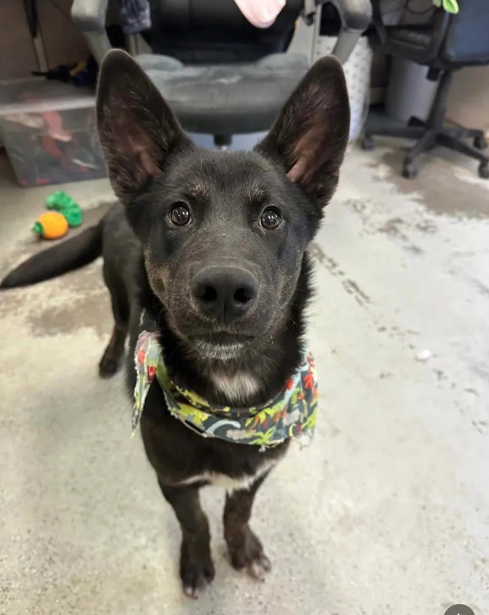 Ozo, a ADOPTABLE mixed breed in Santa Clara, CA image 3/3