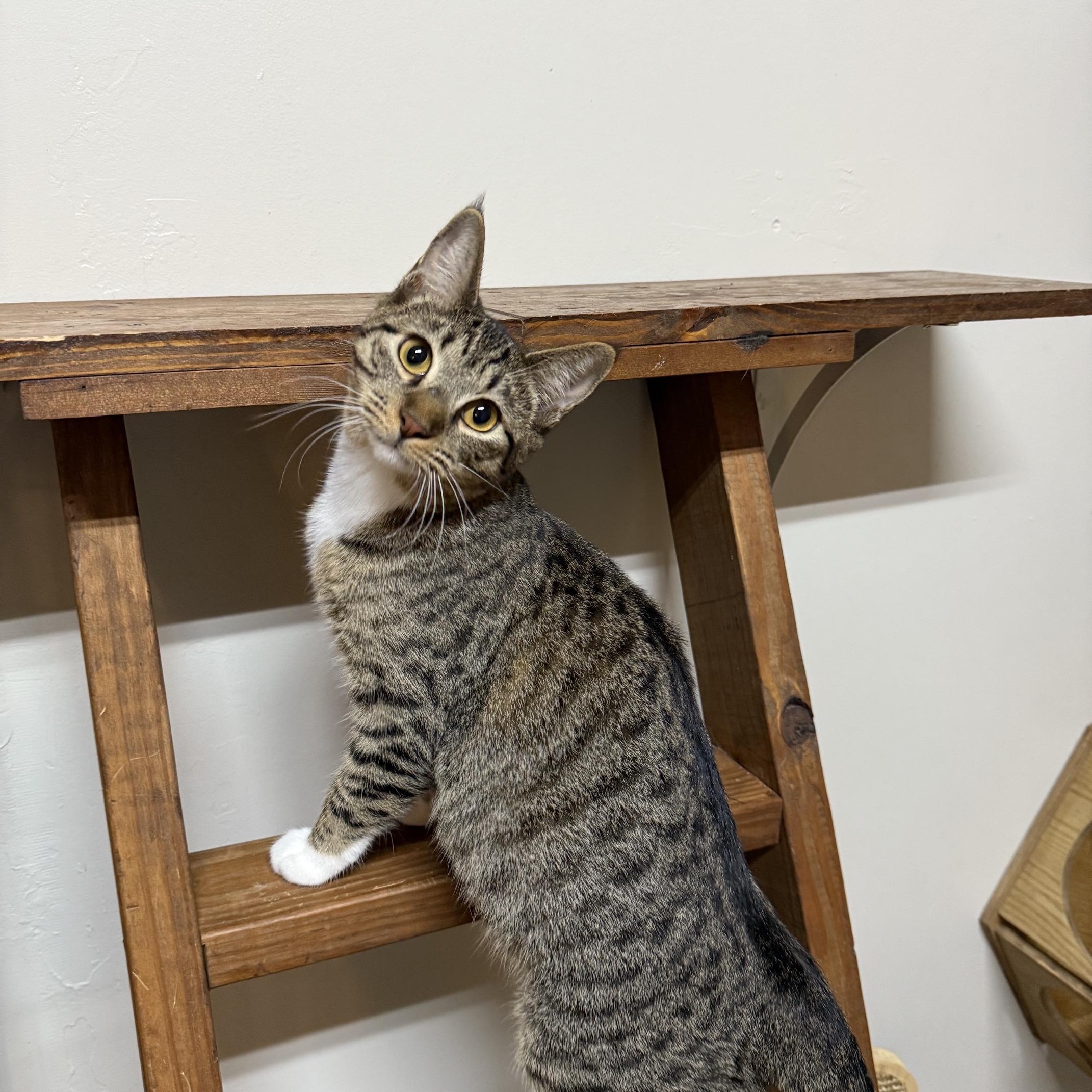 Enlarge ANNA, a Adoptable mixed breed in Houston, TX image 3/6