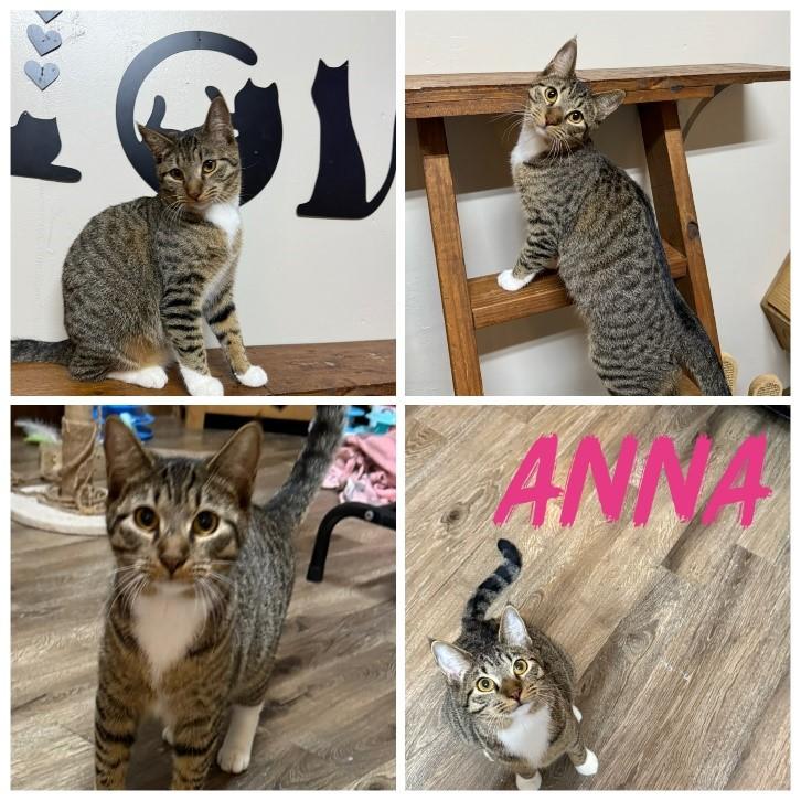 ANNA, Adoptable, Young Female Domestic Short Hair & Tabby.